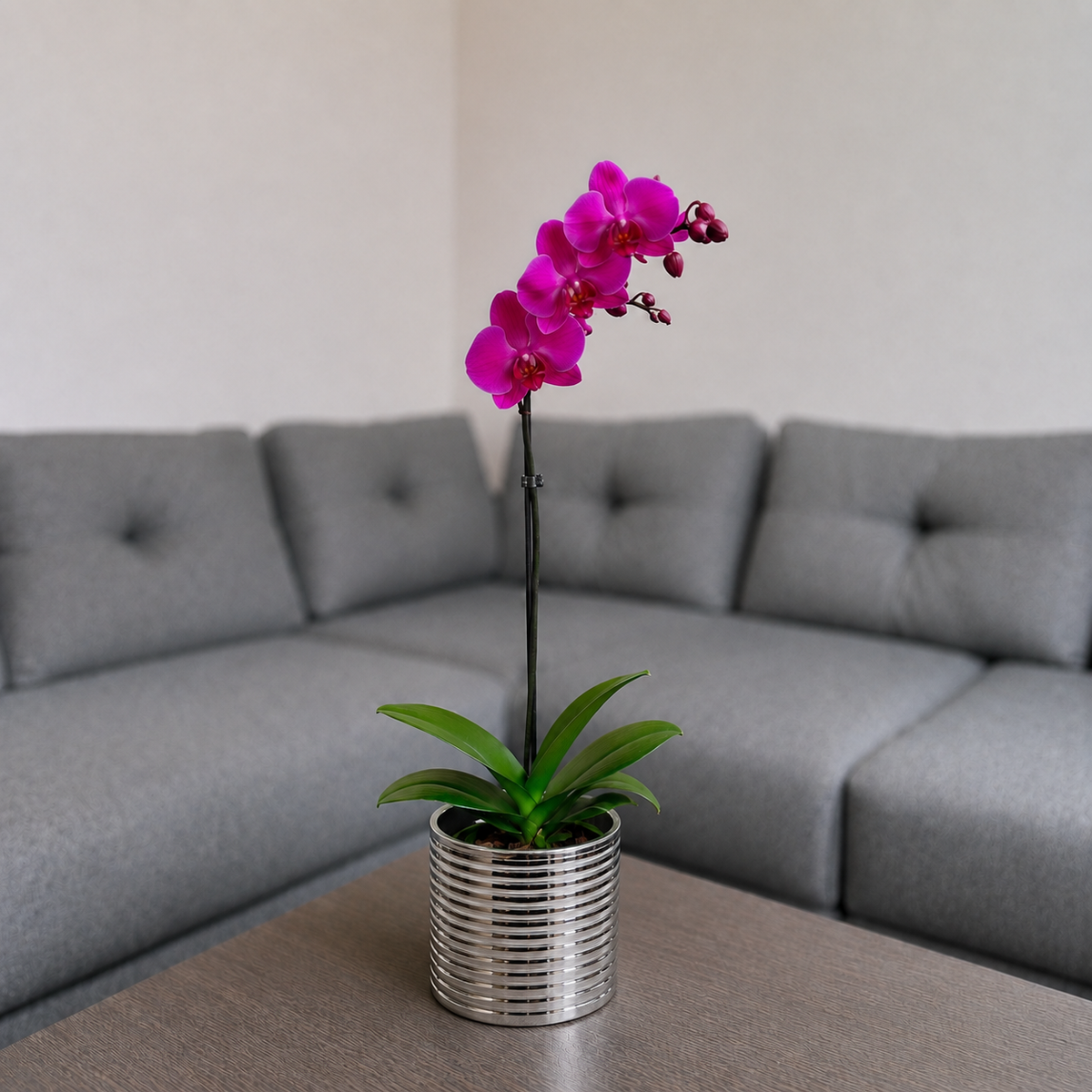 Orquídea grande de 1 vara con flores moradas con cerámica plata acanalada