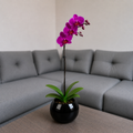 Orquídea resiliencia grande de 1 vara en cerámica ovalada negra