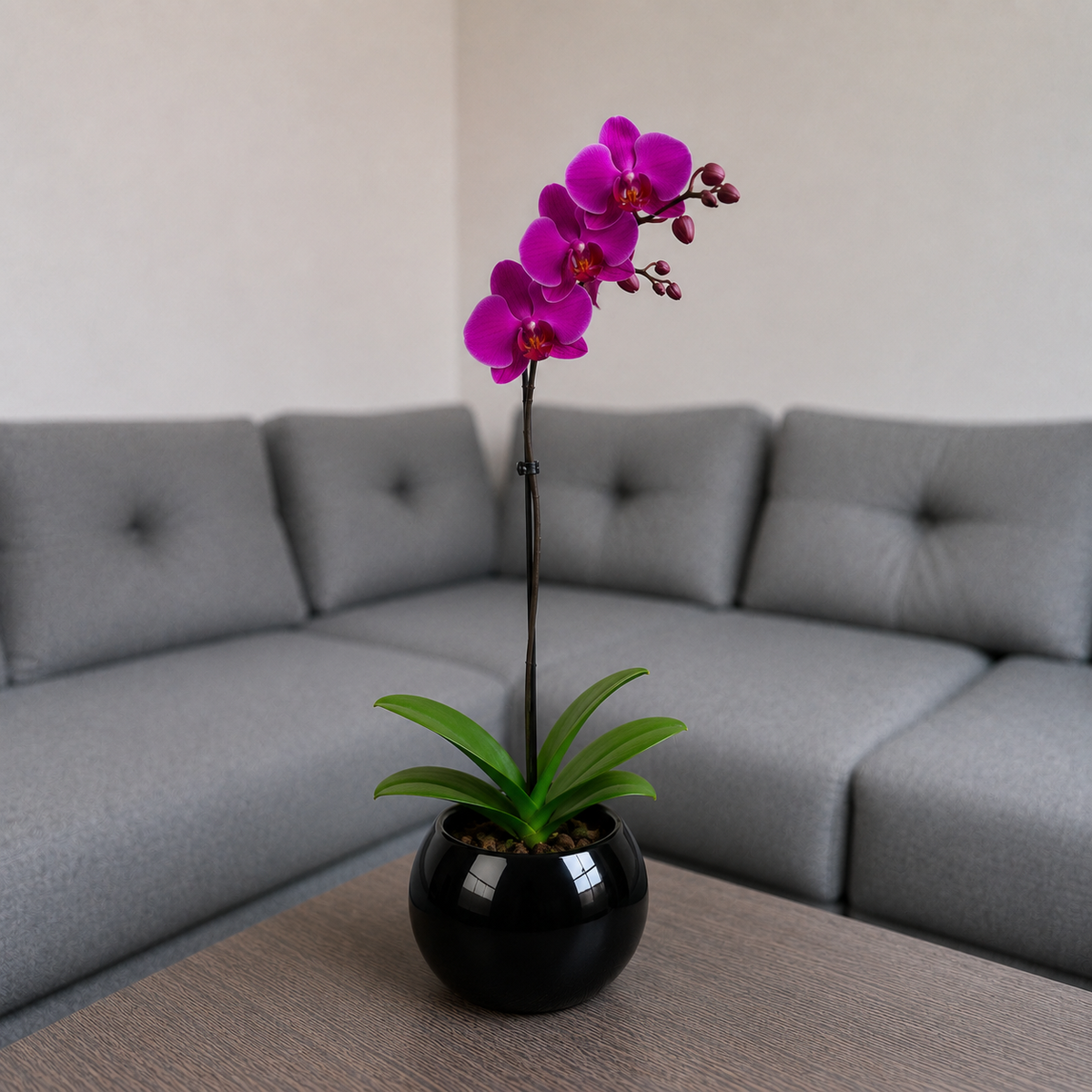 Orquídea grande de 1 vara con flores moradas con cerámica ovalada negra