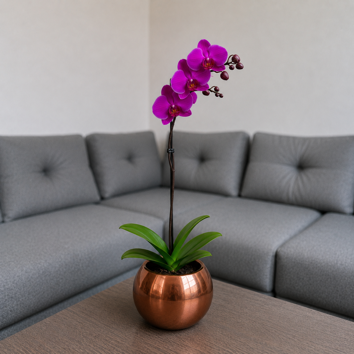 Orquídea grande de 1 vara con flores moradas con cerámica ovalada cobre