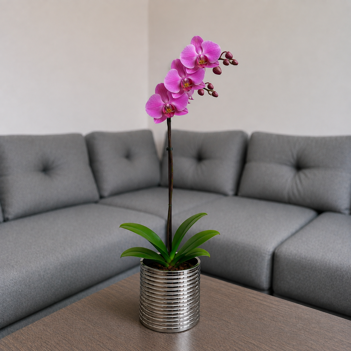 Orquídea grande de 1 vara con flores rosadas con cerámica plata acanalada
