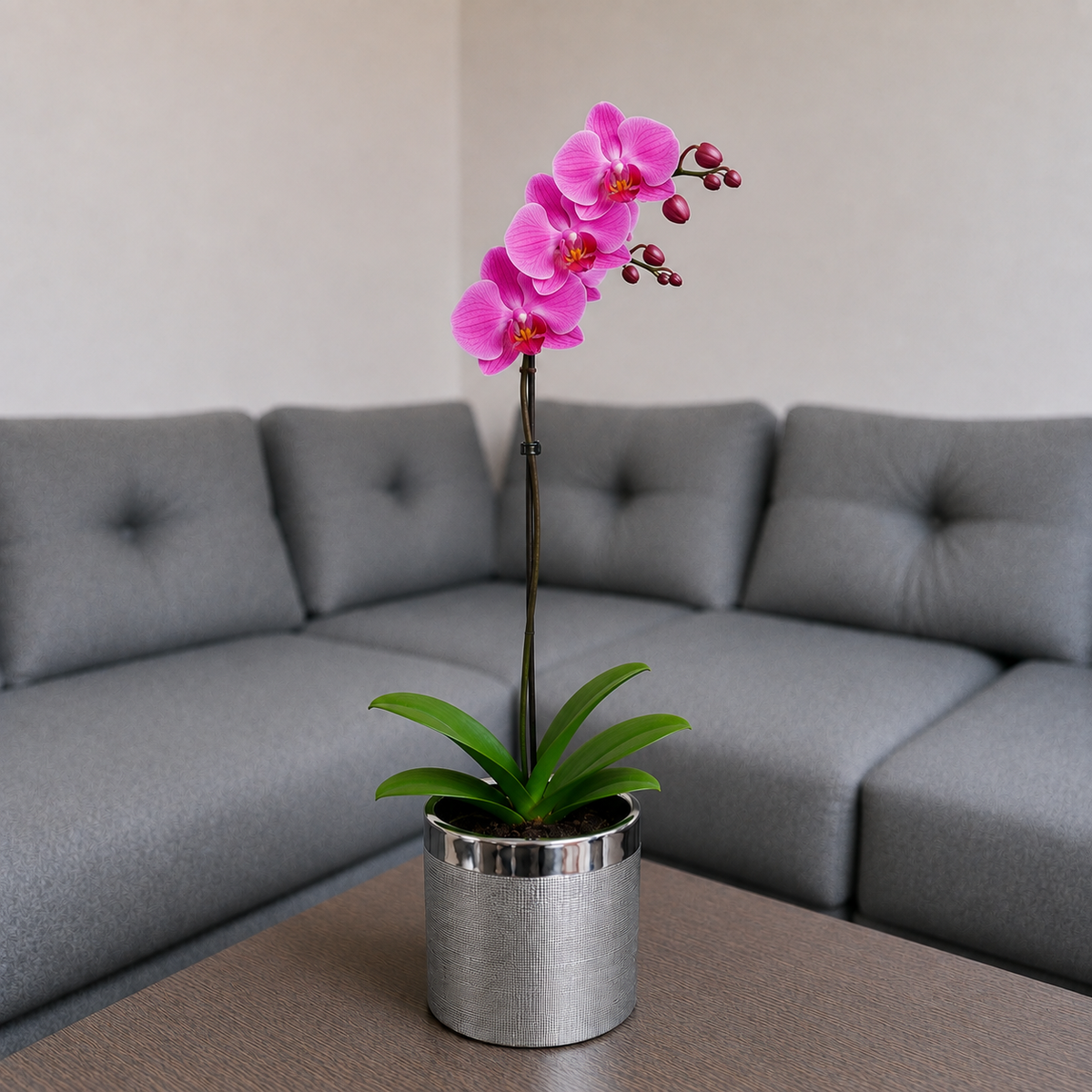 Orquídea grande de 1 vara con flores rosadas con cerámica plata texturizada