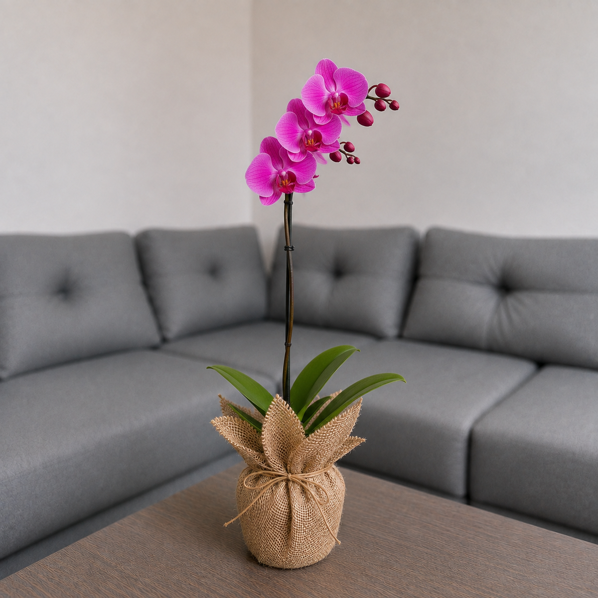 Orquídea grande de 1 vara con flores rosadas con Yute decorativo