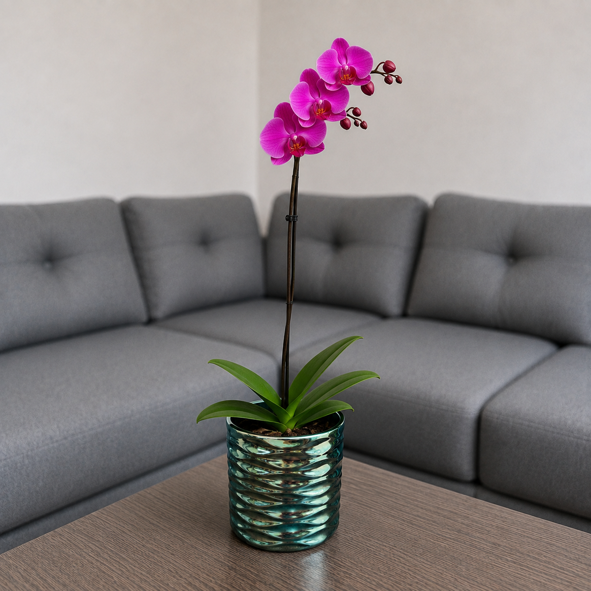 Orquídea grande de 1 vara con flores rosadas con cerámica panal azul