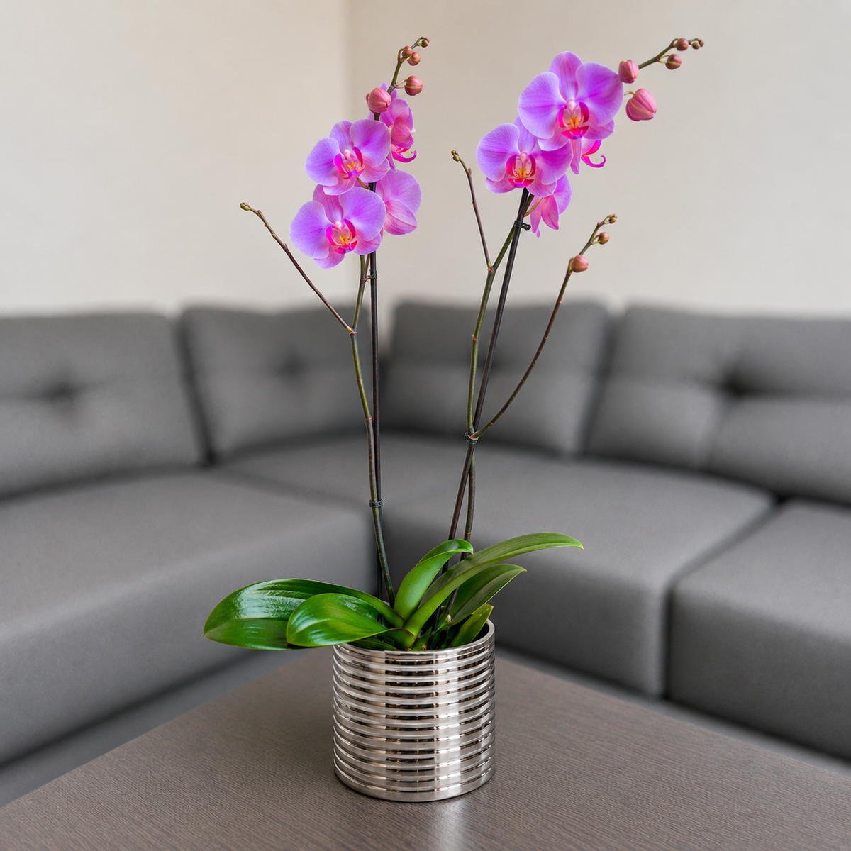 Orquídea grande de 2 espigas rosada en matera de cerámica plata acanalada