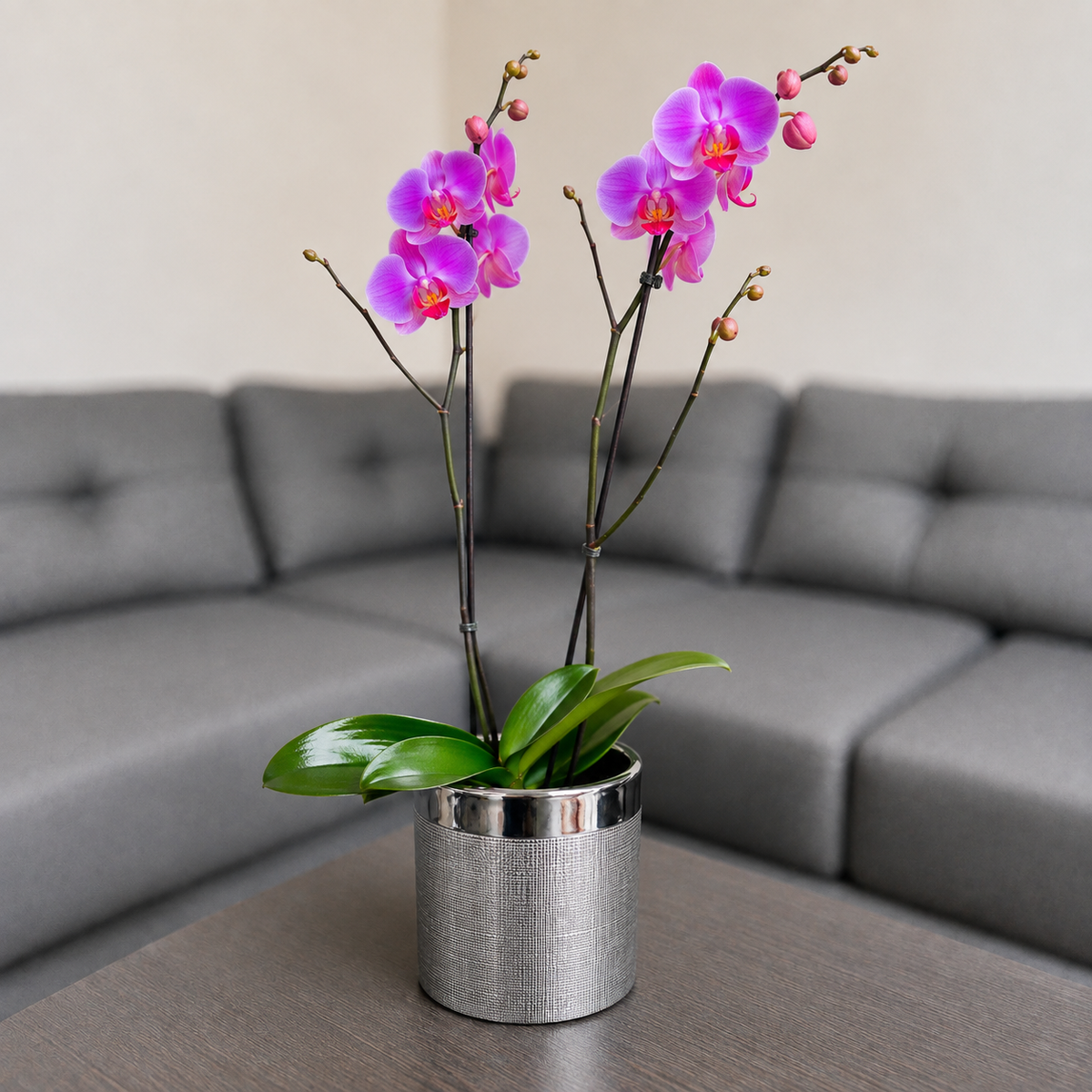 Orquídea grande de 2 espigas rosada en matera de cerámica plata texturizada