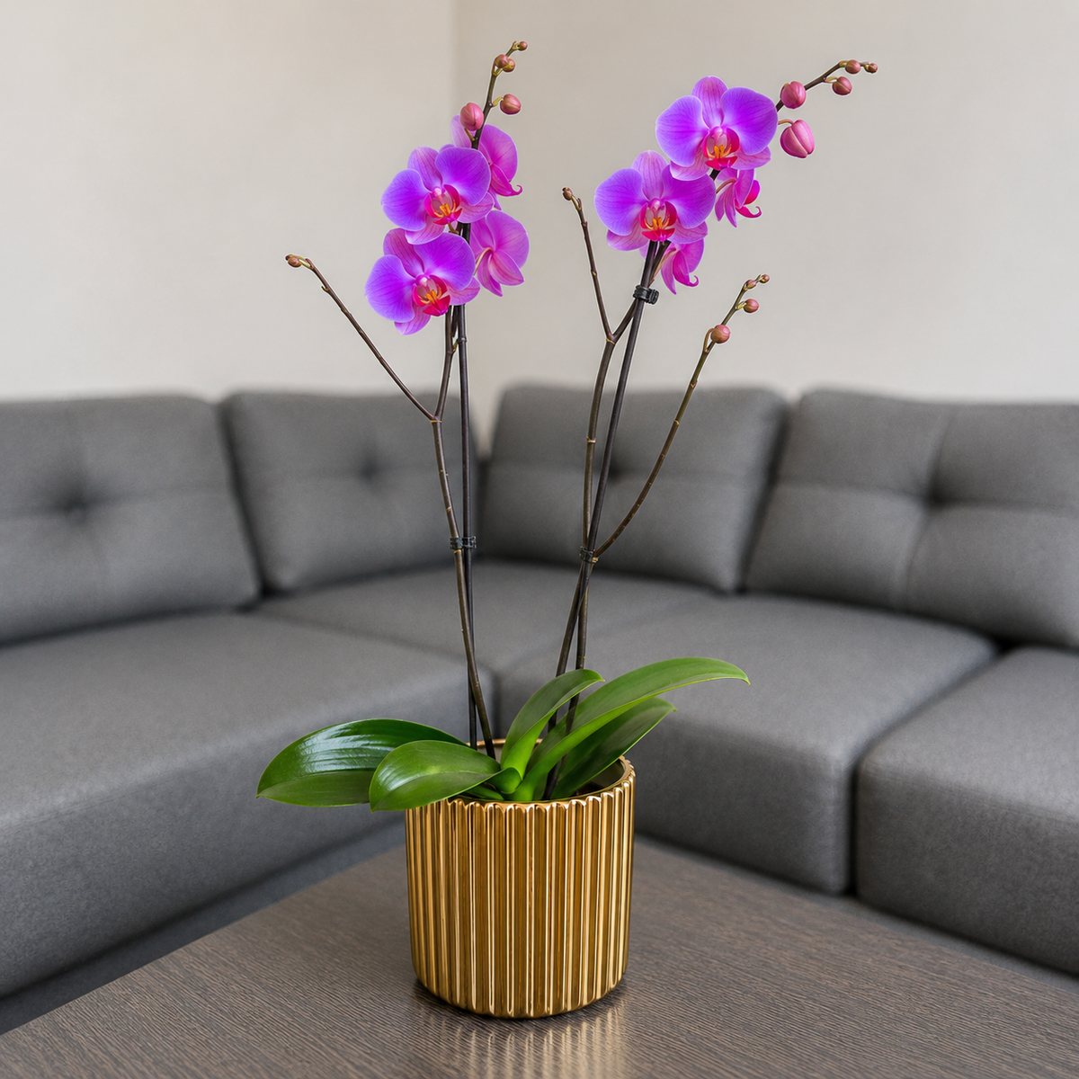 Orquídea grande de 2 espigas rosada en matera de cerámica dorada acanalada