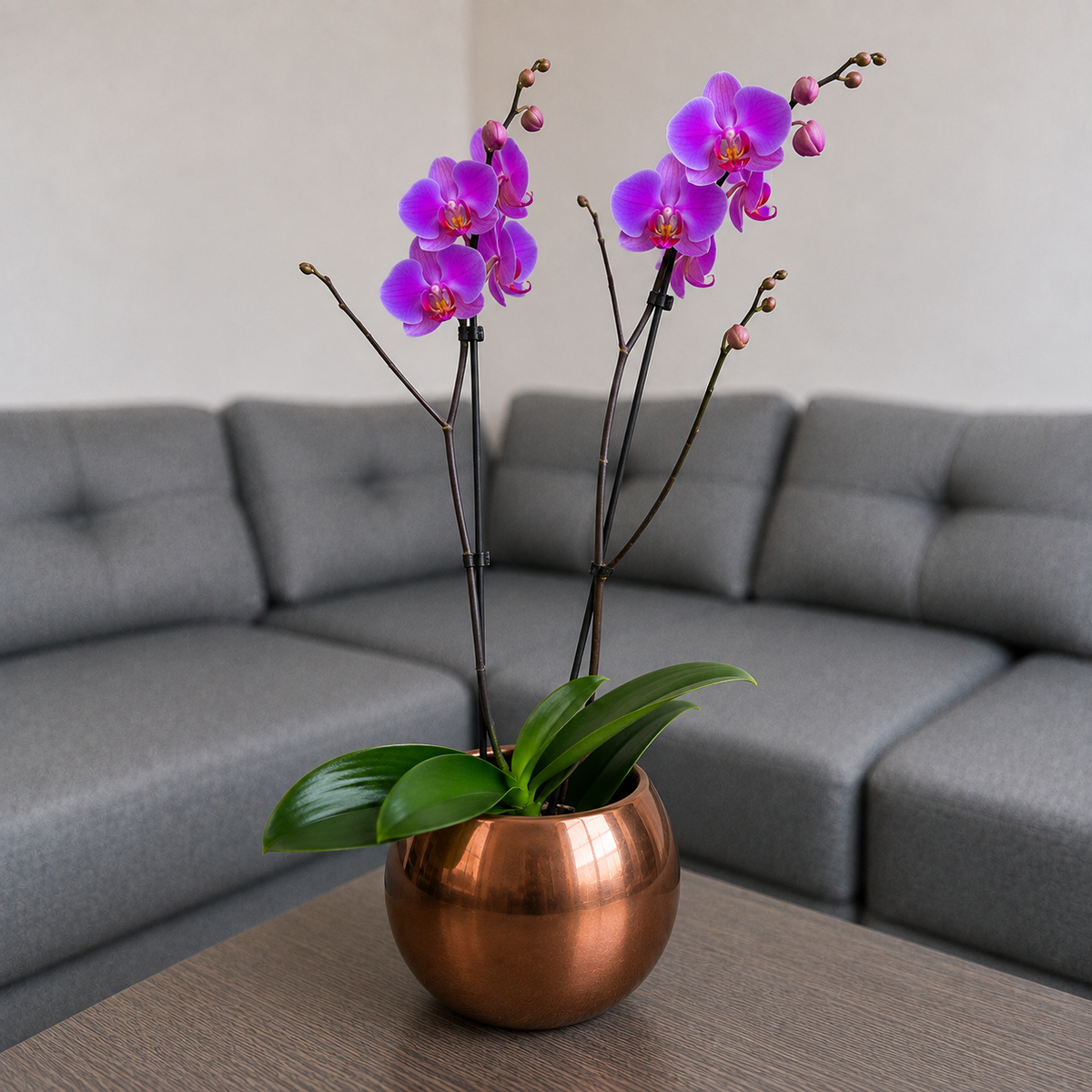 Orquídea grande de 2 espigas rosada en matera de cerámica ovalada cobre