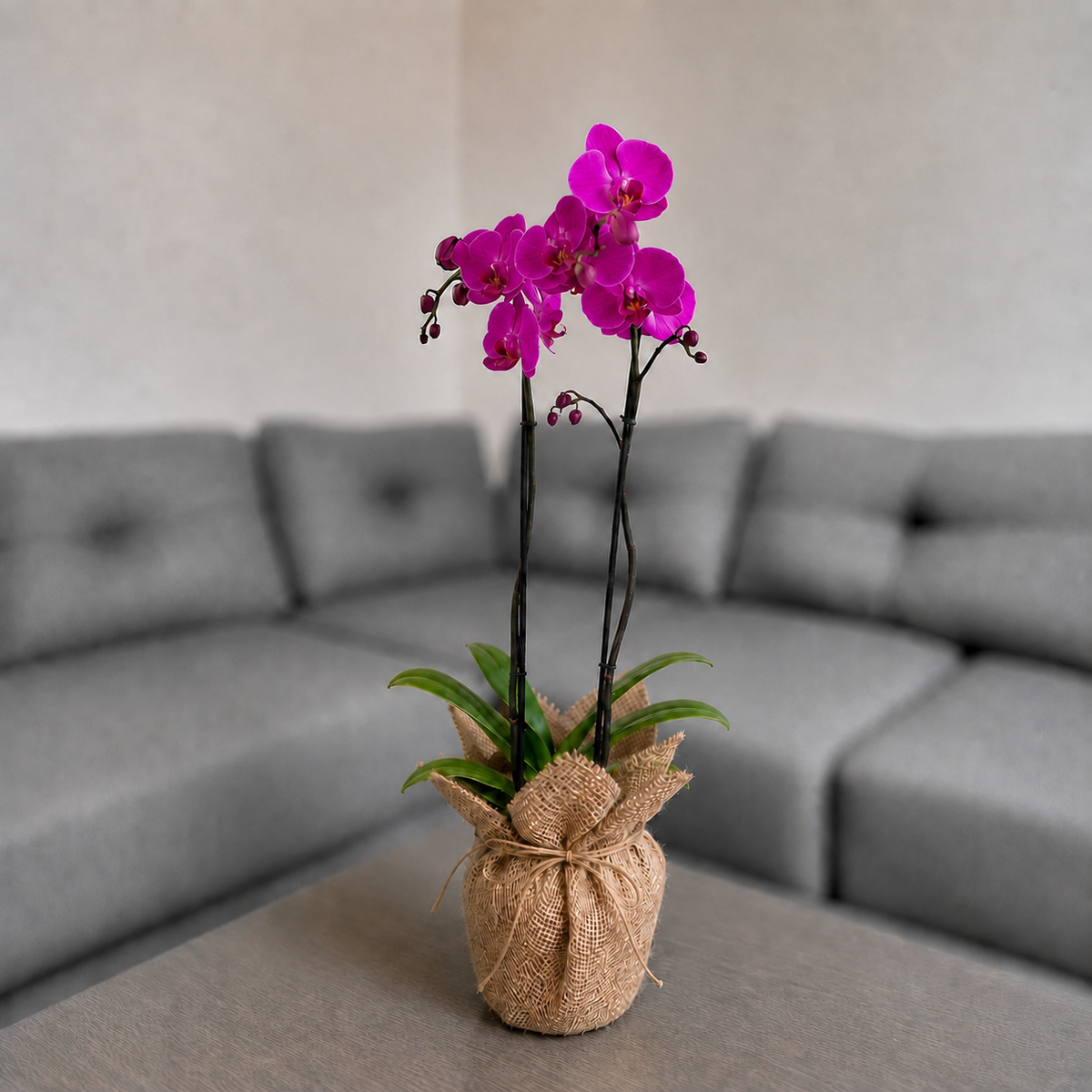 Orquídea resiliencia grande de 2 espigas en Yute decorativo