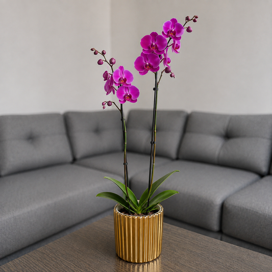 Orquídea resiliencia grande de 2 espigas en matera de cerámica dorada acanalada
