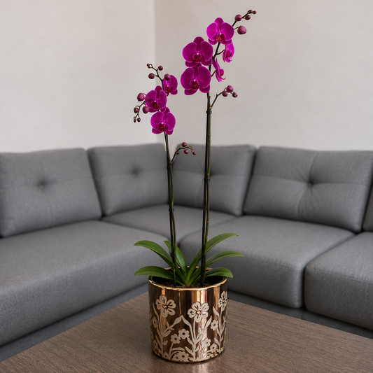 Orquídea resiliencia grande de 2 espigas en matera de cerámica floral dorada
