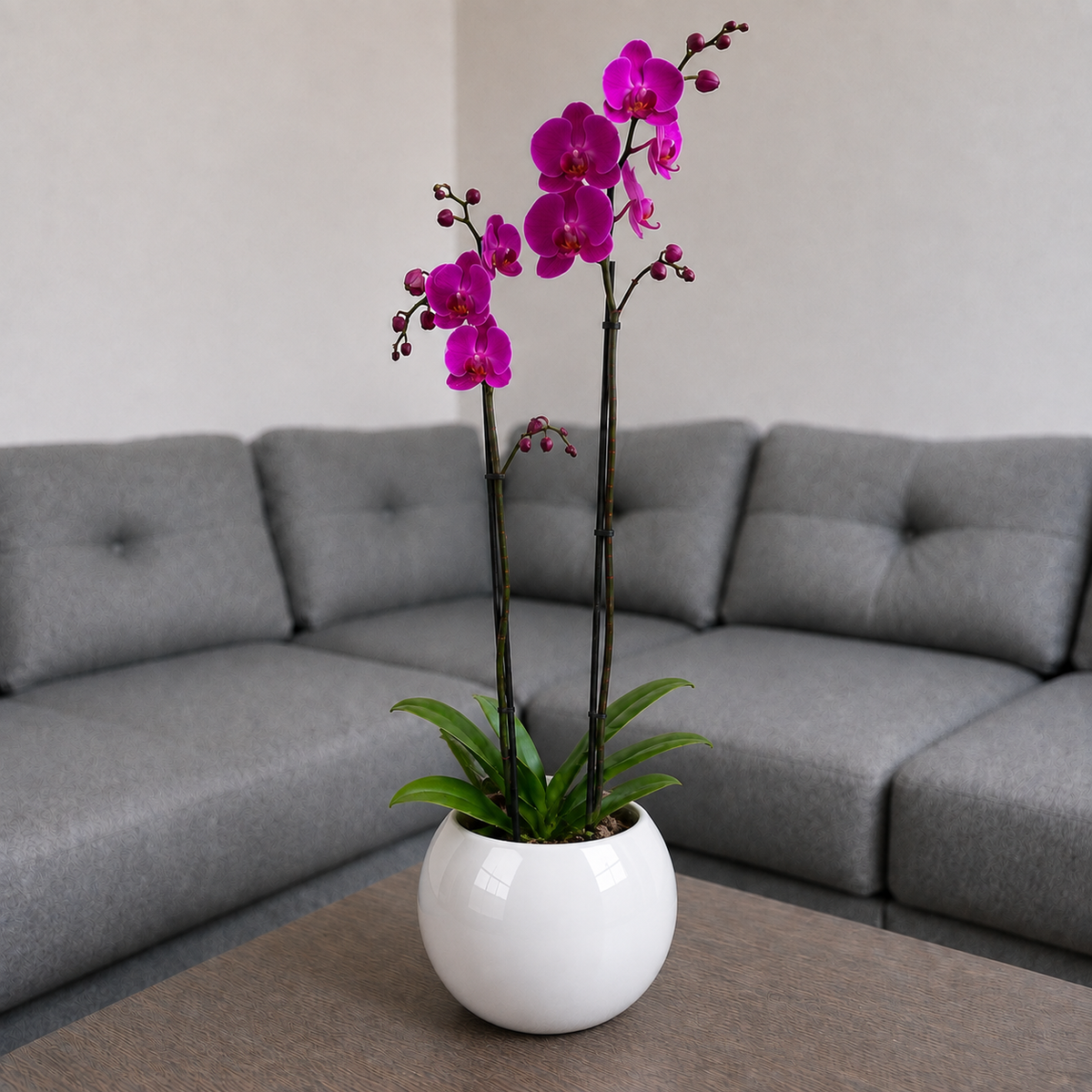 Orquídea Resiliencia grande de 2 espigas en matera de cerámica ovalada blanca