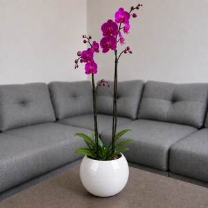 Orquídea Resiliencia grande de 2 espigas en matera de cerámica ovalada blanca