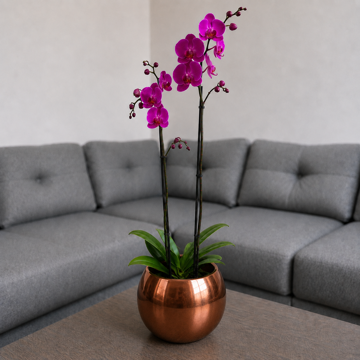 Orquídea Resiliencia grande de 2 espigas en matera de cerámica ovalada cobre