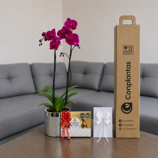 Combo resiliencia para Florecer