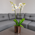 Orquídea pureza grande de 2 espigas en matera de cerámica panal oro rosa