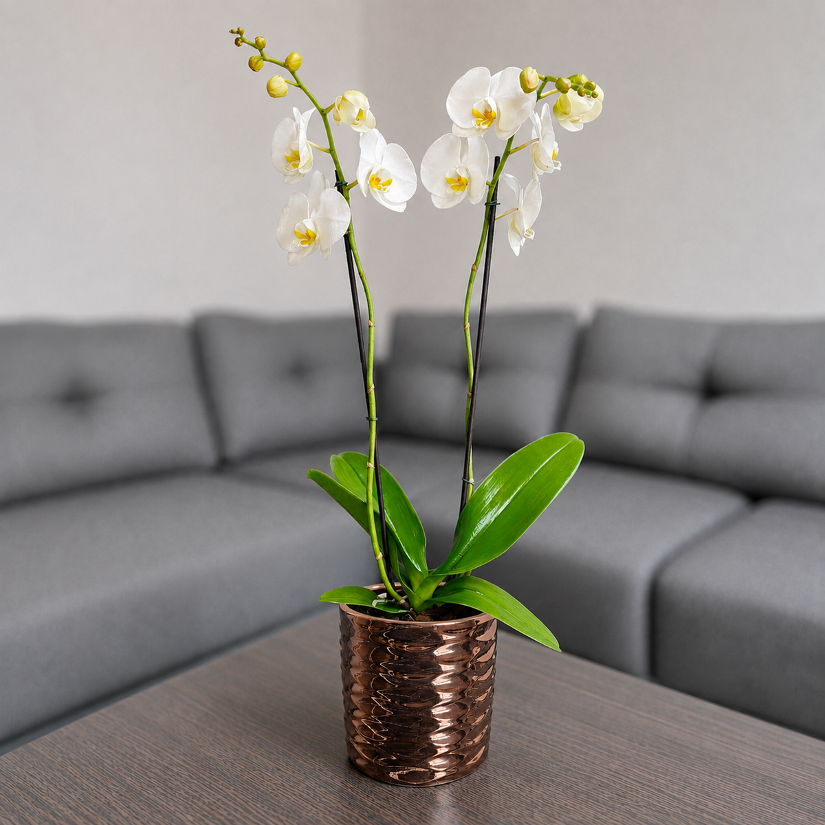 Orquídea pureza grande de 2 espigas en matera de cerámica panal oro rosa