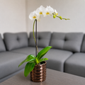 Orquídea pureza grande de 1 vara en cerámica panal oro rosa