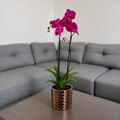 Orquídea resiliencia grande de 2 espigas en matera de cerámica panal oro rosa