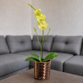 Orquídea despertar grande de 1 vara en cerámica panal oro rosa