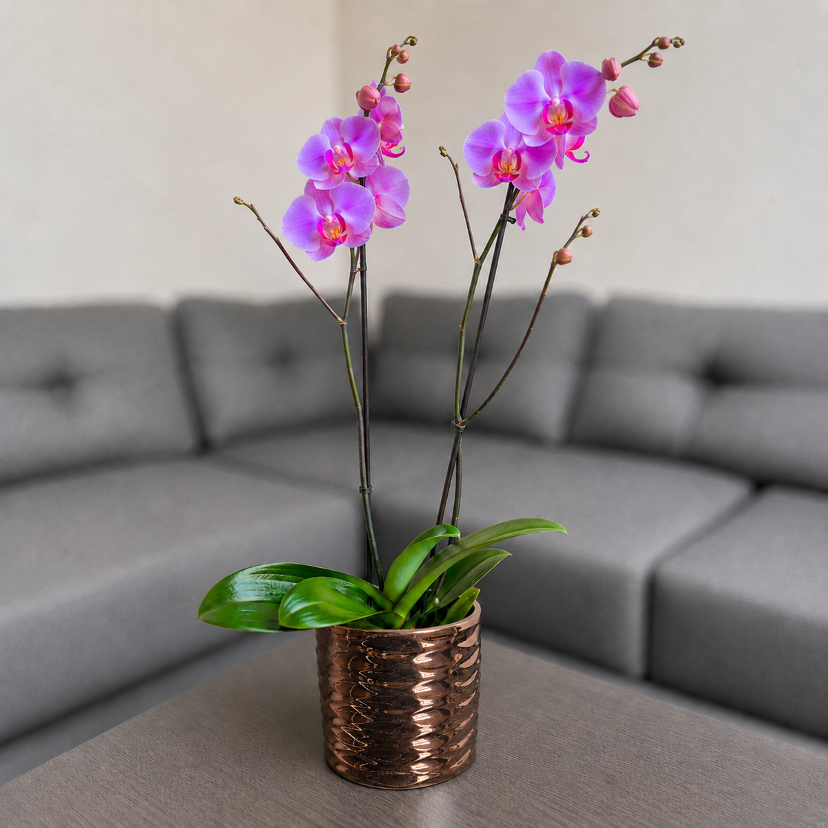 Orquídea renovación grande de 2 espigas en matera de cerámica panal oro rosa