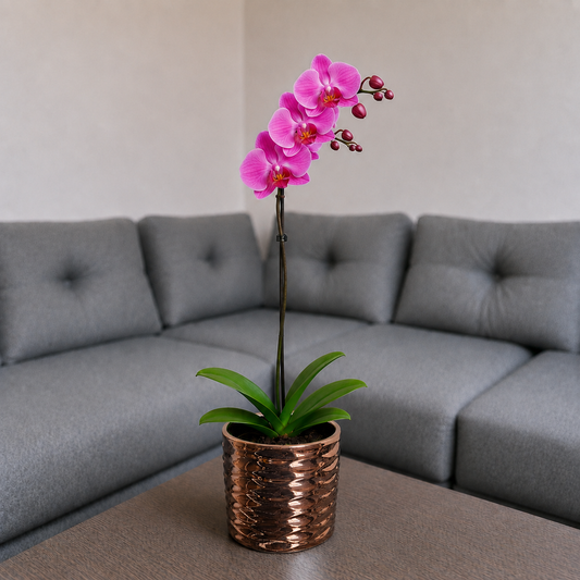 Orquídea renovación grande de 1 vara en cerámica panal oro rosa