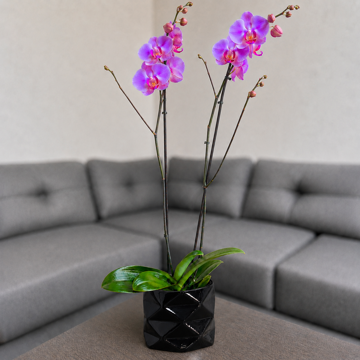 Orquídea renovación grande de 2 espigas en matera de cerámica diamante negro