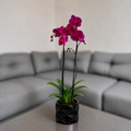 Orquídea resiliencia grande de 2 espigas en matera de cerámica diamante negro