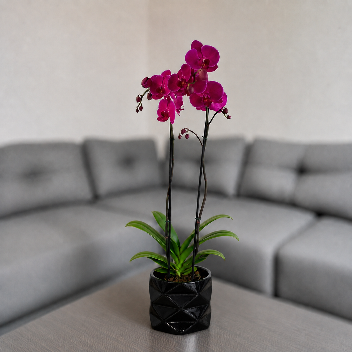 Orquídea resiliencia grande de 2 espigas en matera de cerámica diamante negro