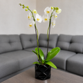Orquídea pureza grande de 2 espigas en matera de cerámica diamante negro