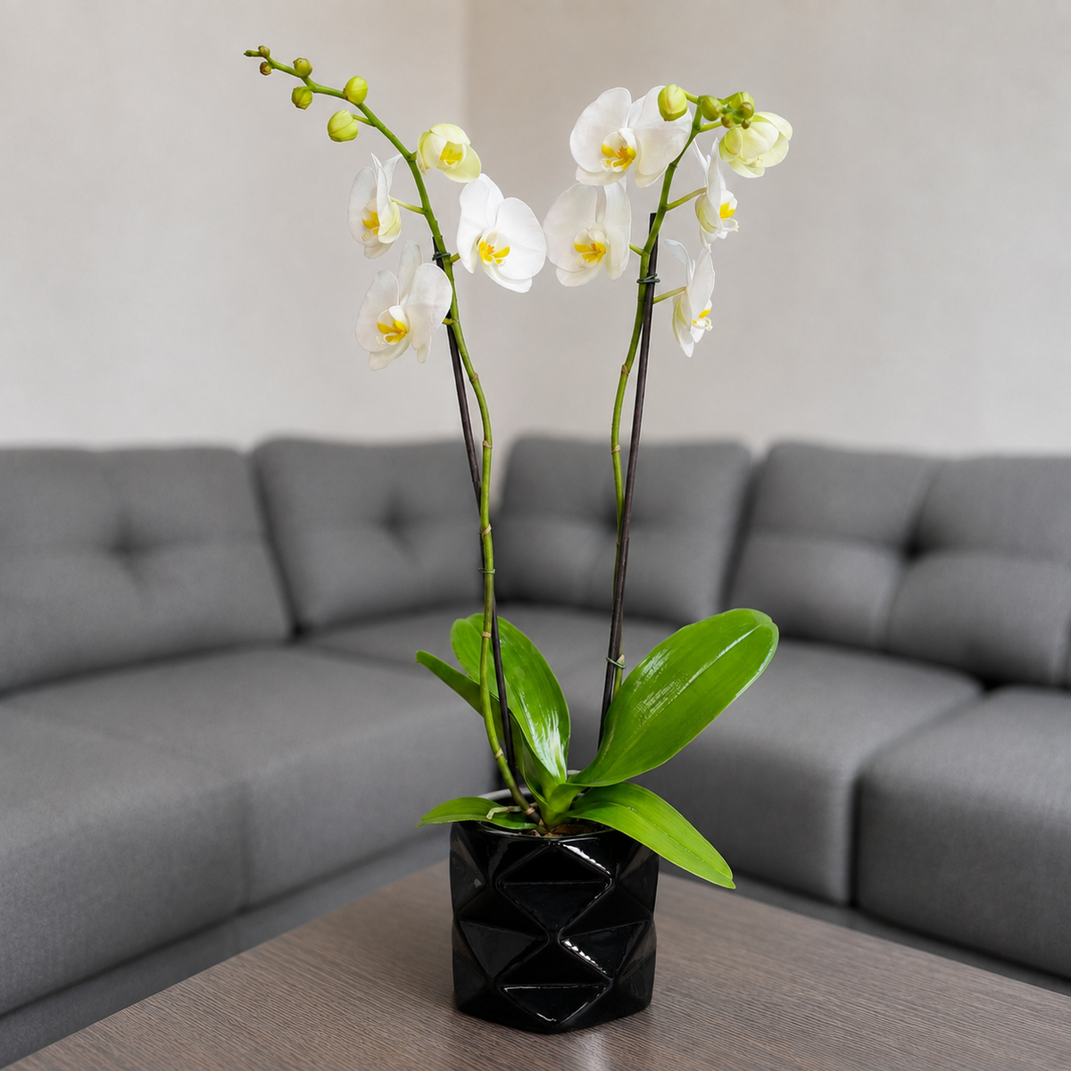 Orquídea pureza grande de 2 espigas en matera de cerámica diamante negro