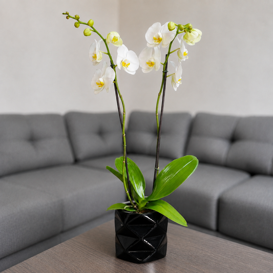 Orquídea pureza grande de 2 espigas en matera de cerámica diamante negro