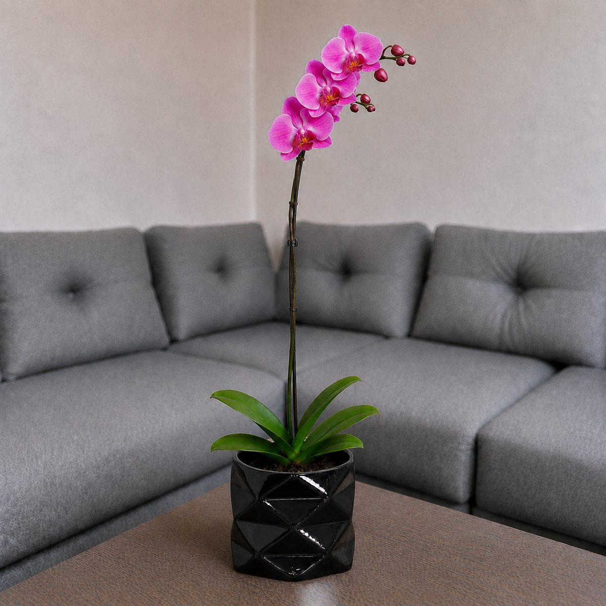 Orquídea renovación grande de 1 vara en cerámica diamante negro