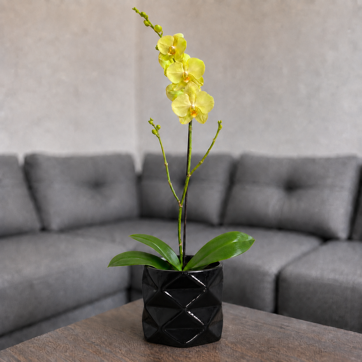 Orquídea despertar grande de 1 vara en cerámica diamante negro