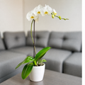 Orquídea pureza grande de 1 vara en cerámica perla clasica