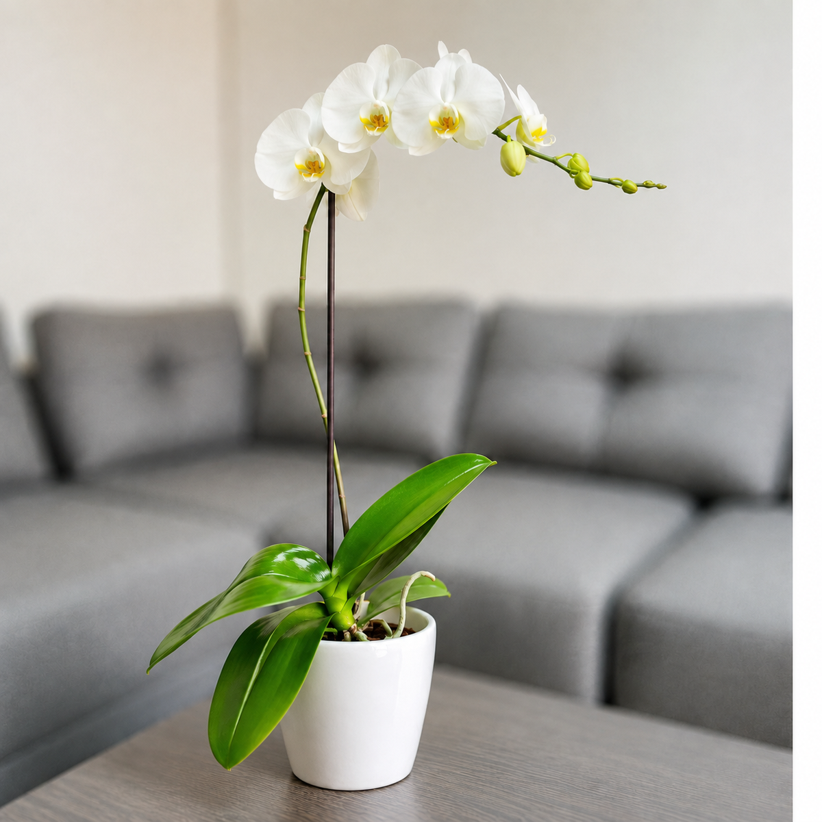Orquídea pureza grande de 1 vara en cerámica perla clasica