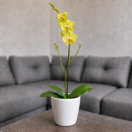 Orquídea despertar grande de 1 vara en cerámica perla clasica