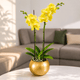 Orquídea grande con flores amarillas de 2 varas con cerámica doradar