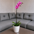 Orquídea renovación grande de 1 vara en cerámica perla clasica