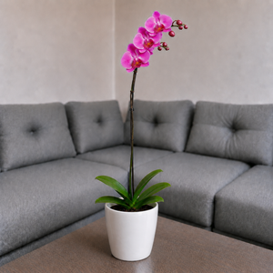 Orquídea renovación grande de 1 vara en cerámica perla clasica