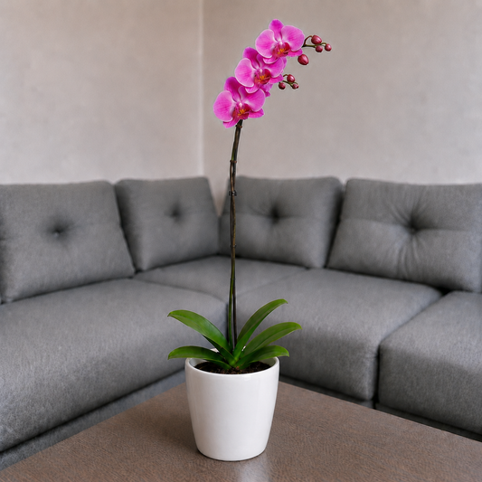 Orquídea renovación grande de 1 vara en cerámica perla clasica
