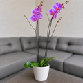 Orquídea renovación grande de 2 espigas en matera de cerámica perla clasica