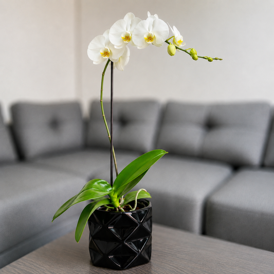 Orquídea pureza grande de 1 vara en cerámica diamante negro