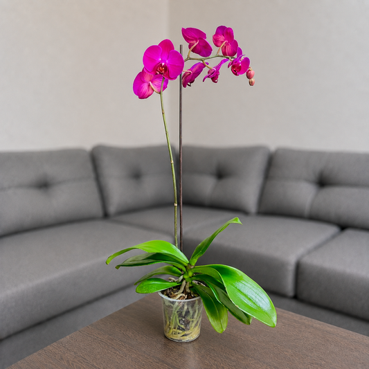 Orquídea resiliencia grande de 1 vara en matera de cultivo