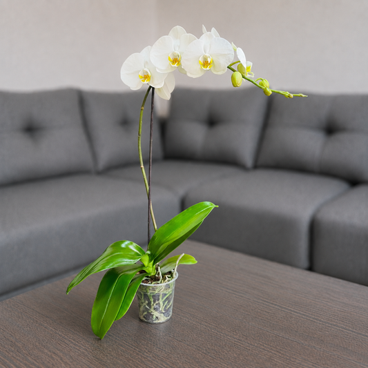 Orquídea pureza grande de 1 vara en matera de cultivo