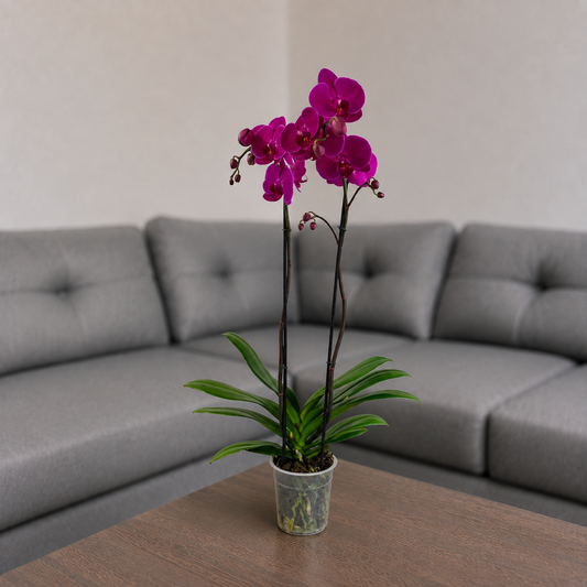 Orquídea resiliencia grande de 2 espigas en matera de cultivo