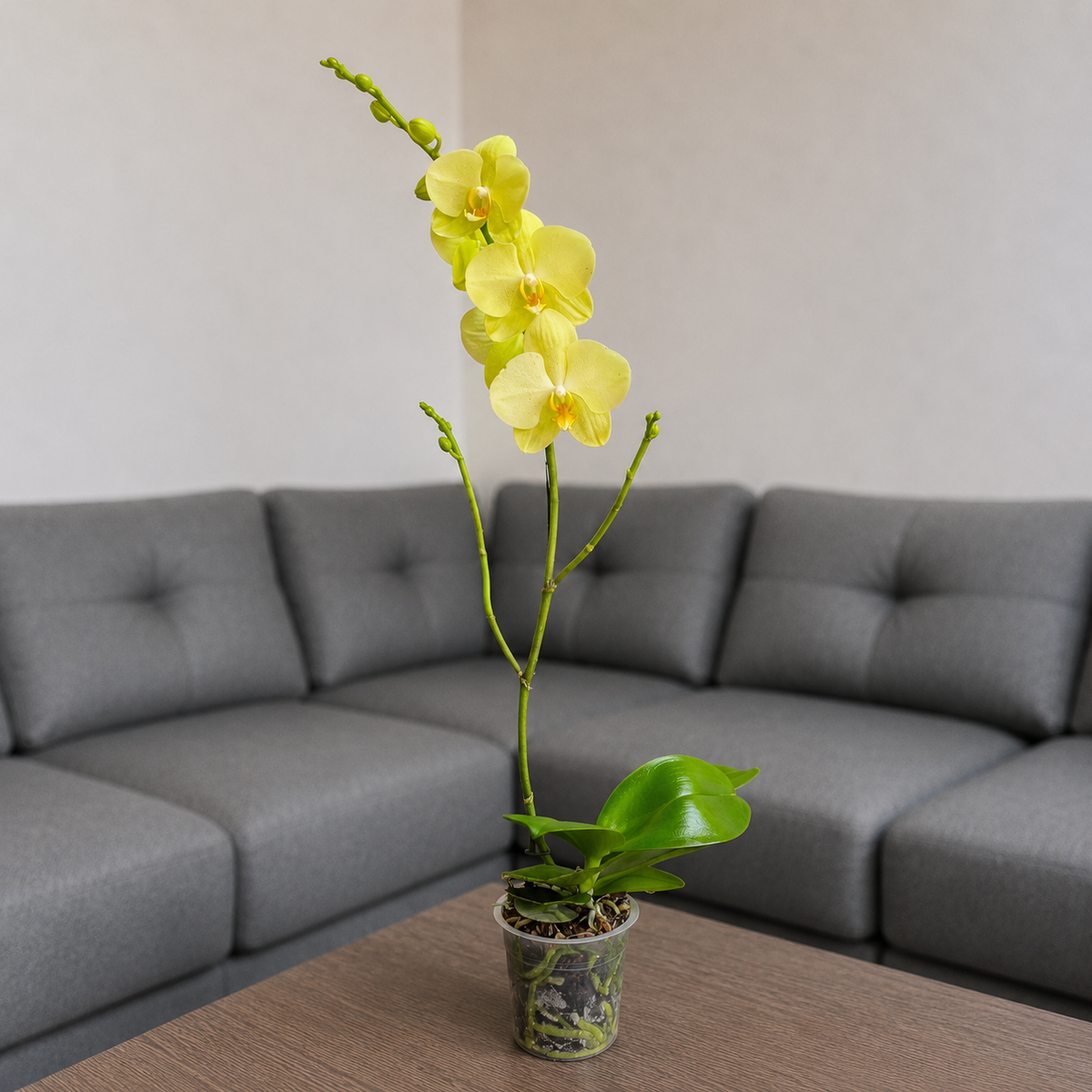 Orquídea despertar grande de 1 vara en matera de cultivo