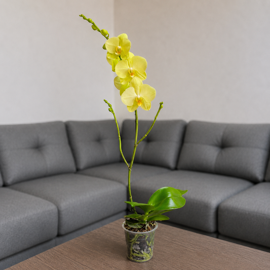 Orquídea despertar grande de 1 vara en matera de cultivo