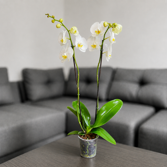 Orquídea pureza de 2 espigas en matera de cultivo