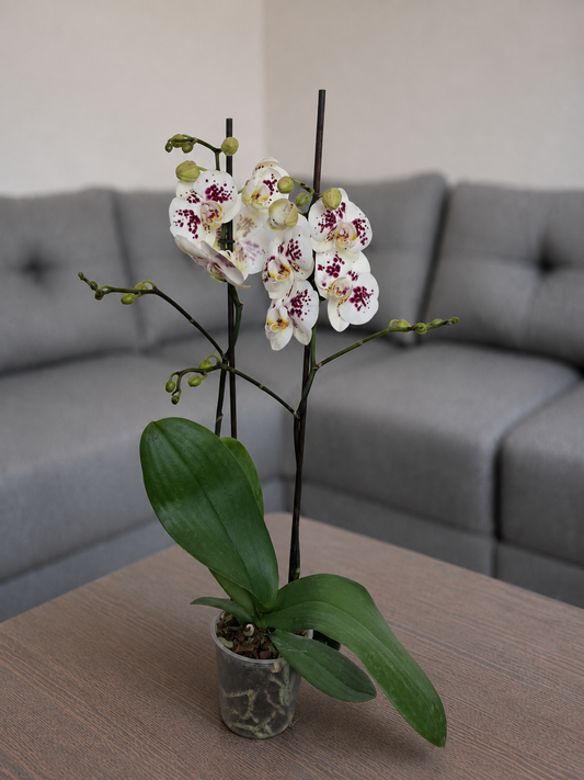 Orquidea exotica grande de 2 espigas en cultivo